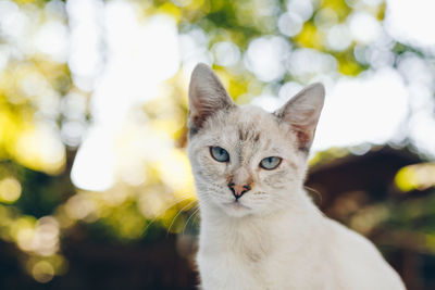 Close-up portrait of white cat