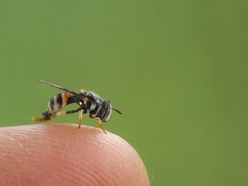 Close-up of insect on hand