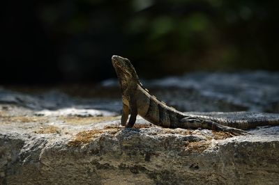 Side view of iguana on rock