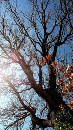 Low angle view of bare tree against sky