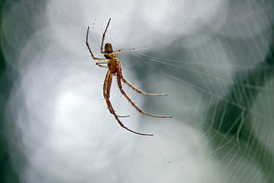 Close-up of spider on web