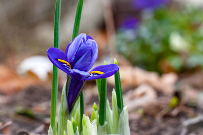 Close-up of purple crocus flower