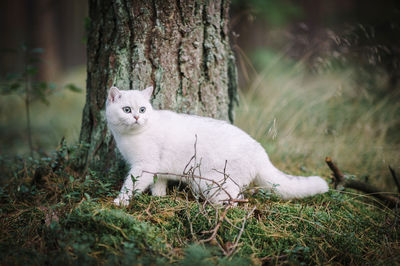 Cat looking away in a field