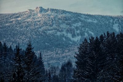 Scenic view of pine trees against sky during winter