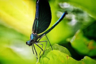 Close-up of damselfly on leaf