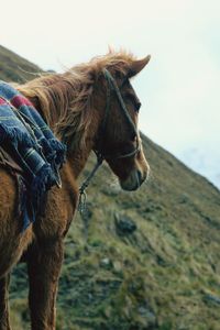 Pack horse on the lares track in peru