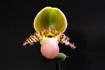 Close-up of apple against black background