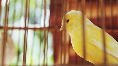 Close-up of parrot in cage