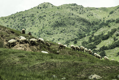 View of sheep grazing in field