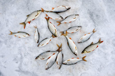 High angle view of fish on ice cream
