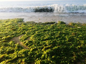 High angle view of plants on beach