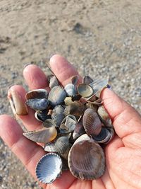 High angle view of person hand filled with seashells