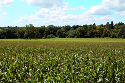 Scenic view of agricultural field against sky