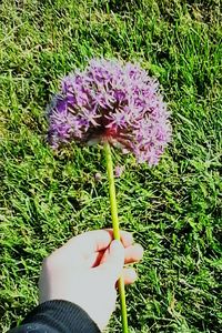 Close-up of hand holding purple flower in field