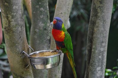 Close-up of bird perching on tree trunk