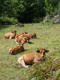 Sheep in a field