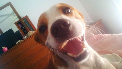 Close-up of dog