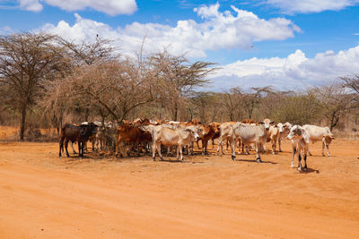 A herd of masai cows grazing in the wild at nanyuki, kenya