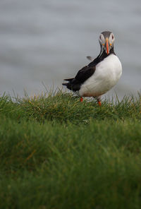 Bird on a field