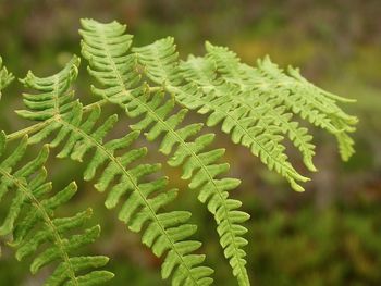 Close-up of green leaves on branch