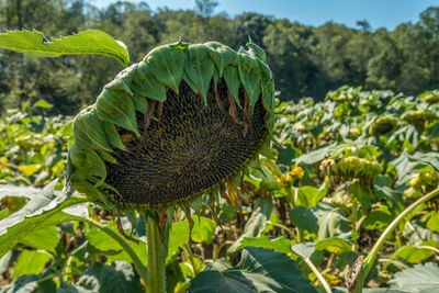 Close-up of fruit on plant in field