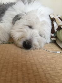 Dog sleeping on couch