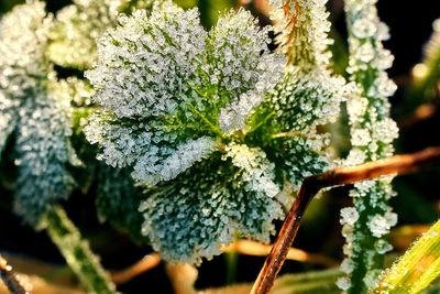 Close-up of flowering plant