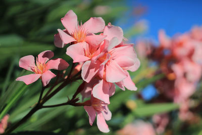 Close-up of pink flowering plant