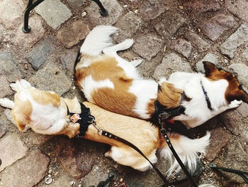 High angle view of dogs sleeping on footpath