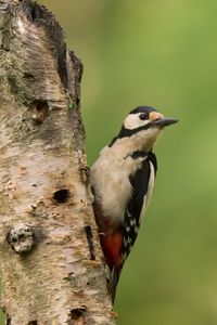 Close-up of bird perching on tree trunk