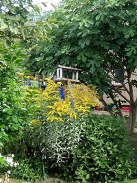 Close-up of yellow flowers blooming in greenhouse