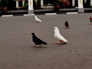 View of birds on the road
