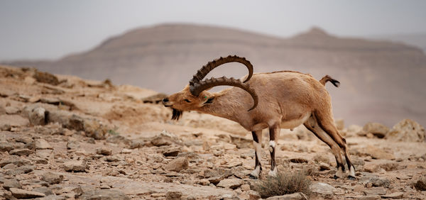 Beautiful itching ibex male, mitzpe ramon, israel.