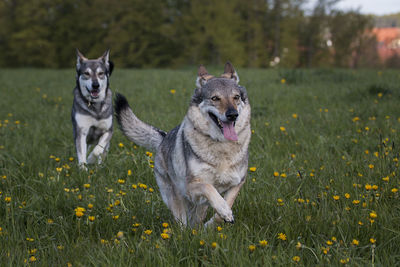 Wolfdogs running on grassy field