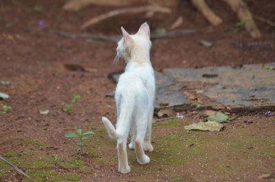 White cat looking away