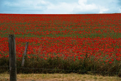 Red flowers growing in field