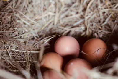 Close-up of hen eggs in nest