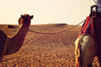 Woman in desert