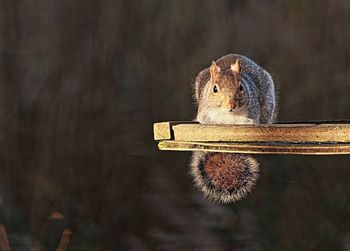 Close-up of squirrel