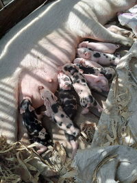 A pig that has given birth to 10 piglets in cameroon