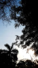 Low angle view of trees