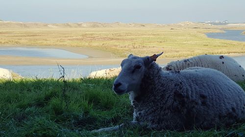 Sheep in a field