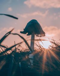 Close-up of silhouette plant on land against sunset sky