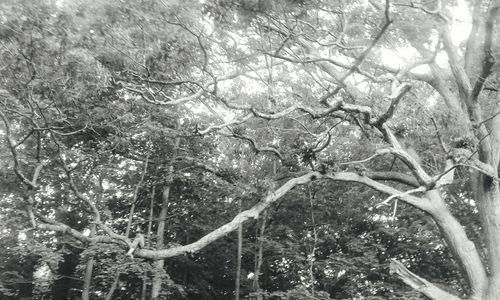 Low angle view of trees against plants