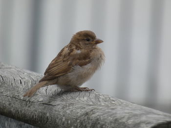 Close-up of bird perching on wood