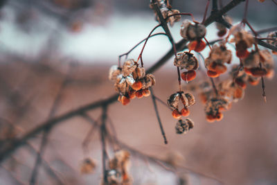 Close-up of wilted plant