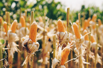 Close-up of flowering plants on field