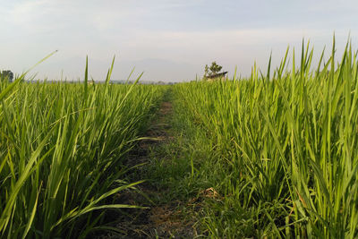 Scenic view of wheat field against sky