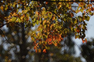 Low angle view of maple tree against sky