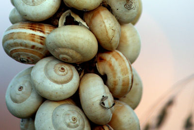 Close-up of onions